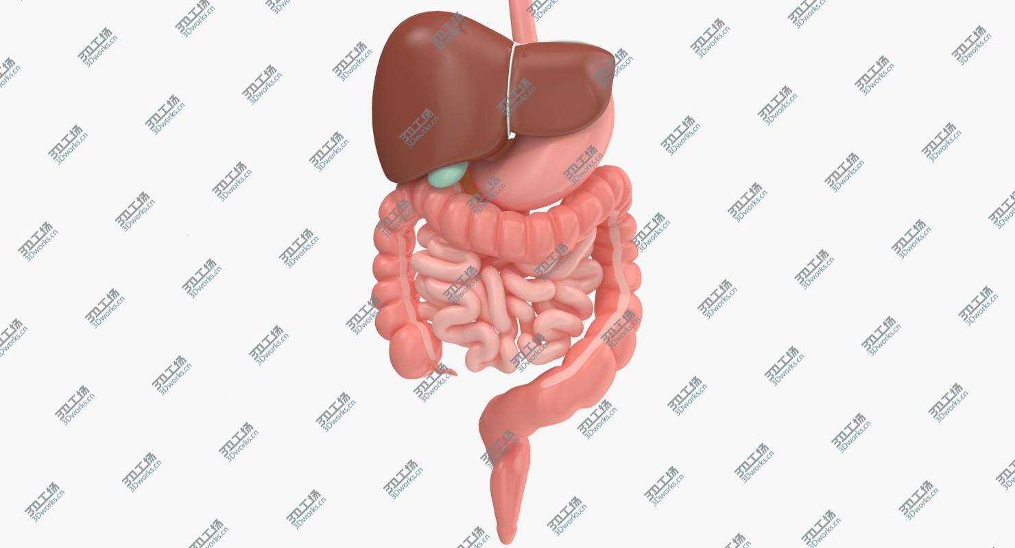 images/goods_img/2021040233/Digestive System/4.jpg